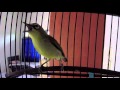 SUARA BURUNG : Pleci Muria Gacor Dada Kuning Mata Coklat - Haji Ifa Kudus