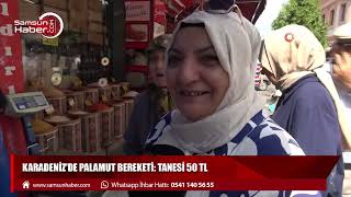 Karadeniz'de palamut bereketi: Tanesi 50 TL