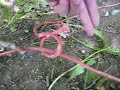 How to Build a Trip Wire Snare