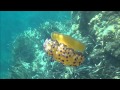Video of  Cassiopea mediterranea