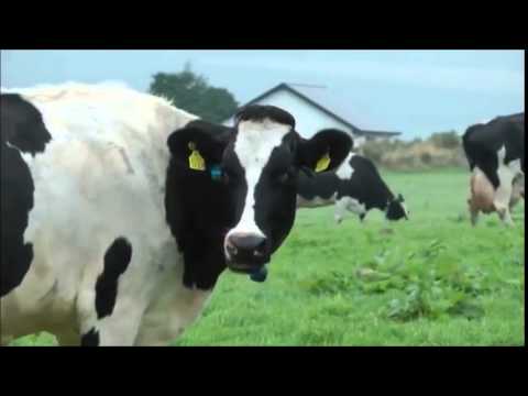 Eprinex Multi Pour-On (Eprinomectin)