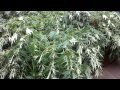 Jorge Cervantes: Garden Update RAIN knocking over my ladies!! (Part 1)
