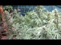 Jorge Cervantes: Garden Update RAIN knocking over my ladies!! (Part 1)