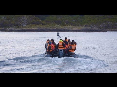 Main Page Video