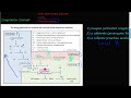 #51 - The Coagulation Cascade, coagulation factors II, XII, IX, and X, extrinsic & intrinsic pathway
