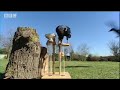 Amazing Raven intelligence test - Clever Critters - BBC Animals
