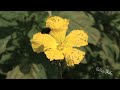 【戀戀火金姑Fall in love with fireflies】影片截取精彩內容720P