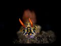 Hypselodoris roo | Hypselodoris roo