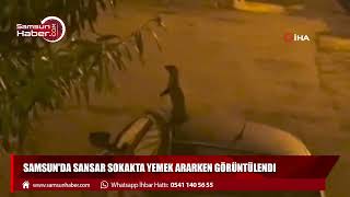 Samsun'da sansar sokakta yemek ararken görüntülendi