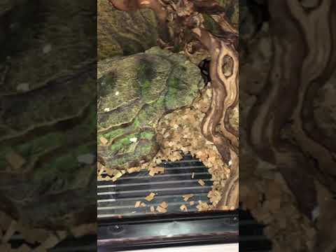Tapis chauffant pour reptile tortue, convient pour terrarium vivarium –  Petmonde