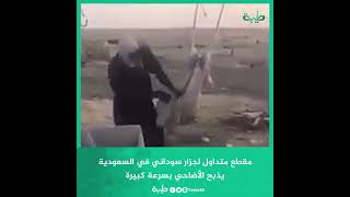 مقطع متداول لجزار سوداني في السعودية يذبح الأضاحي بسرعة كبيرة