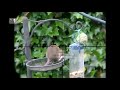 Slow Motion Rat Hunting #17