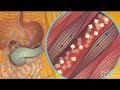 Glucose animation
