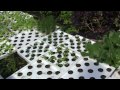 Johns Hopkins Center for a Livable Future Aquaponics Project - teaser