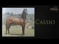 Charla con Sr. Michel Daccahc - CRIADERO LOS NARANJOS (HD) www.delcaballista.com