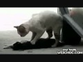 Chat en deuille! sobhan Allah