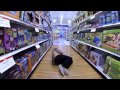 Thrift Shop - MACKLEMORE Parody ( TOY STORE )