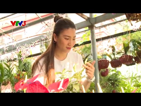 Điều giản dị hạnh phúc: Tình yêu cây cảnh của MC Tuyết Vinh