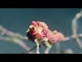 Candy nudibranch | Limenandra barnosii 