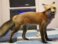 Pet red fox Ron pouncing playfully