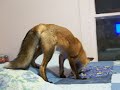 Pet red fox Ron pouncing playfully