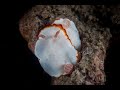 Pair of Goniobranchus verrieri | Goniobranchus verrieri