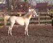 Hayaat IBN Hadiya @ www.makarim-arabians.be