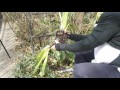 How to Lift & Store Tulip Bulbs : Tulips, Daffodils & More