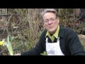 How to Lift & Store Tulip Bulbs : Tulips, Daffodils & More