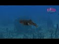 Caribbean Reef Squid (Sepioteuthis sepioidea) | Caribbean Reef Squid