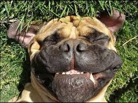 funny dogs video. vERY fUNNY dOGS 5