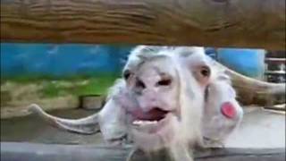 Compilação de cabras