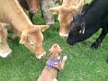 BOXER PUPPY GREETED BY HERD OF COWS ON WALK! AMAZING TO SEE