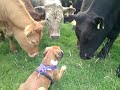 BOXER PUPPY GREETED BY HERD OF COWS ON WALK! AMAZING TO SEE