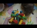 Qué necesita un cobayo (guimo, cuyo, cobaya) y algunos cuidados básicos -Video 2