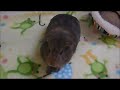 Qué necesita un cobayo (guimo, cuyo, cobaya) y algunos cuidados básicos -Video 2