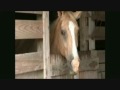 Man rapes a horse