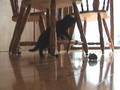Cat afraid of mouse Cat afraid of mouse