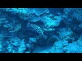 Red Sea Grouper | Whitespotted Grouper