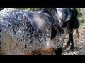 Sementales Sardo Negro feria Tabasco.wmv