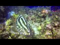 Grand Cayman Dive | 