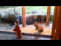 Tiger Cubs! Marshall and Kali at the Point Defiance Zoo in Tacoma, WA