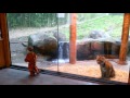 Tiger Cubs! Marshall and Kali at the Point Defiance Zoo in Tacoma, WA