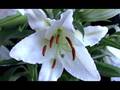Fleur-de-lily (Time lapse)