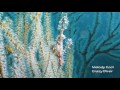 Video of Ghost Pipefish 