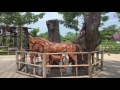 Pontianak & singkawang one day trip