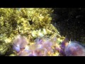 Video of méduse pélagique