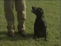 Η εκπαίδευση του κυνηγόσκυλου - Game Dog The Video - Part 3 of 4