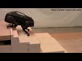 The latest version of the LittleDog Robot