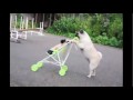 Original - LOL  Pug puppy pushes baby stroller, skateboard